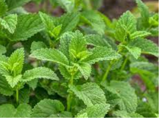 Mentha piperita (İngiliz nanesi, mentollü nane)