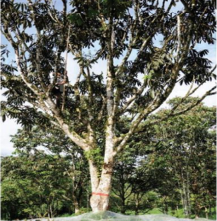 Canarium commune = Canarium luzonicum (ELEMİ)