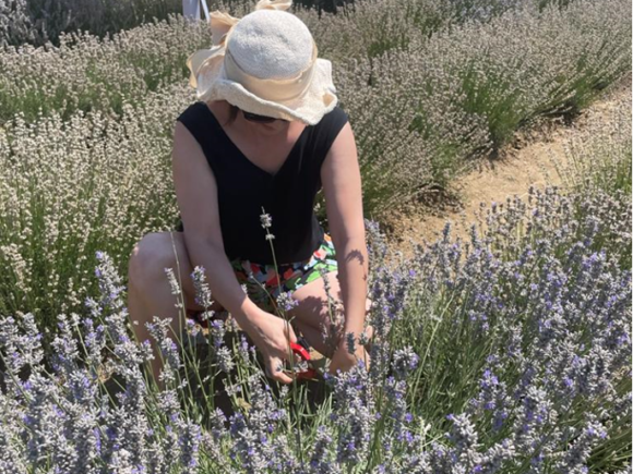 Lavandula angustifolia (Lavanta)